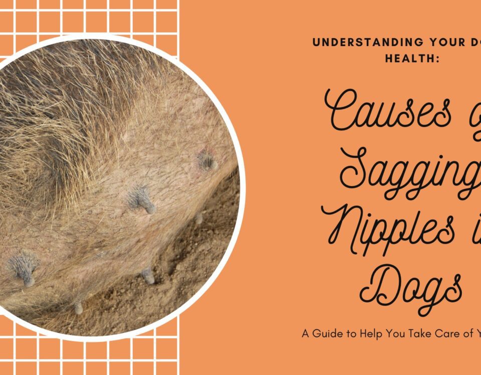 Learn the Causes of Sagging Nipples in Dogs